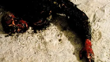 Задник до фильму"Parasite" #381451