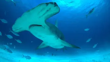 Задник до фильму"Mega Hammerhead" #980693