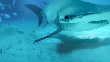 Задник до фильму"Mega Hammerhead" #980694