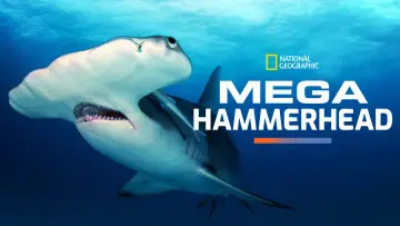 Задник до фильму"Mega Hammerhead" #980699