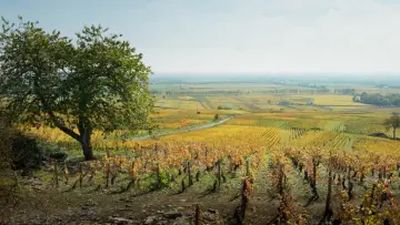 Задник до фільму "Що нас пов