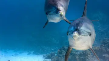 Задник до фильму"Dolphin Reef" #436273