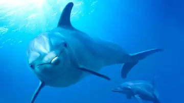 Задник до фильму"Dolphin Reef" #436274
