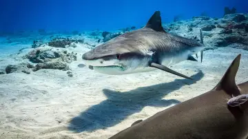 Задник до фильму"Dolphin Reef" #436276