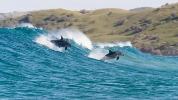 Задник до фильму"Dolphin Reef" #436277