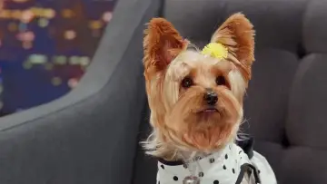 Задник до фильму"Pup Star: Better 2Gether" #406173