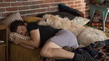 Задник до фильму"Dog Days" #440397