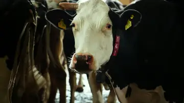 Задник до фільму "Das System Milch" #1615820