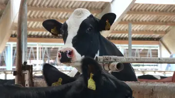 Задник до фільму "Das System Milch" #1615826