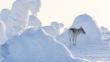 Задник до фільму "Aïlo : Une odyssée en Laponie" #1826791