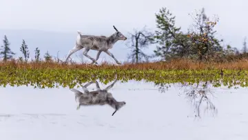 Задник до фільму "Aïlo : Une odyssée en Laponie" #1826794