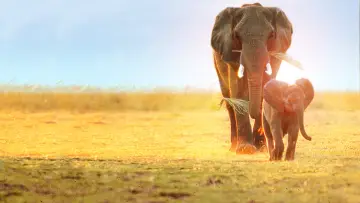 Задник до фильму"Whispers: An Elephant