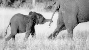 Задник до фильму"Whispers: An Elephant