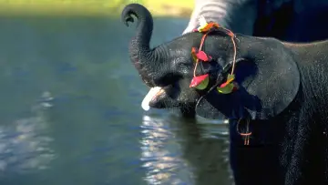 Задник до фильму"Whispers: An Elephant