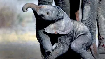 Задник до фильму"Whispers: An Elephant