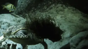 Задник до фильму"Night School" #1120200