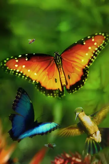 Постер до фільму "Wings of Life" #1854661