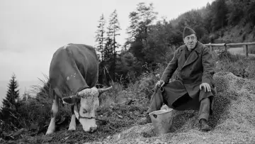 Задник до фільму "La Vache et le Prisonnier" #1144737