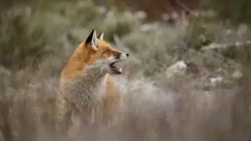 Задник до фільму "Wild" #1623329