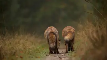 Задник до фільму "Wild" #1623330