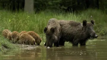 Задник до фільму "Wild" #1623331