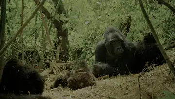Задник до фільму "Wild Africa" #1527391