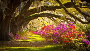 Задник до фильму"Living Landscapes: Flowers & Gardens" #1168064
