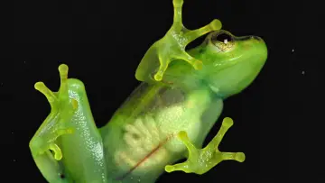 Задник до фільму "Incredible frogs" #1636556
