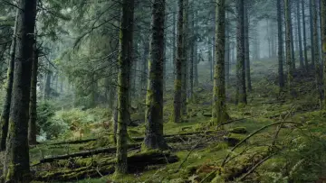 Задник до фильму"Perdrix" #705211