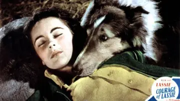 Задник до фильму"Courage of Lassie" #1118746
