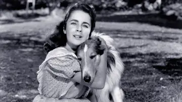 Задник до фильму"Courage of Lassie" #1118747