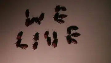 Задник до фильму"Bug" #1093245
