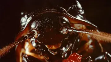 Задник до фильму"Bug" #1093249