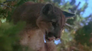 Задник до фільму "Day of the Animals" #1583795