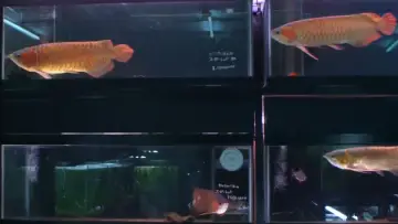 Задник до фільму "冷たい熱帯魚" #871428
