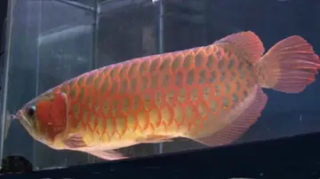 Задник до фільму "冷たい熱帯魚" #871429