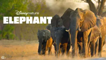 Задник до фильму"Elephant" #1078446