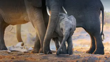 Задник до фильму"Elephant" #1078447
