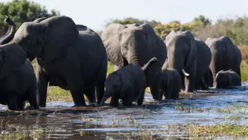 Задник до фильму"Elephant" #1078448