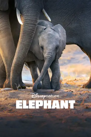 Постер до фильму"Elephant" #1078451