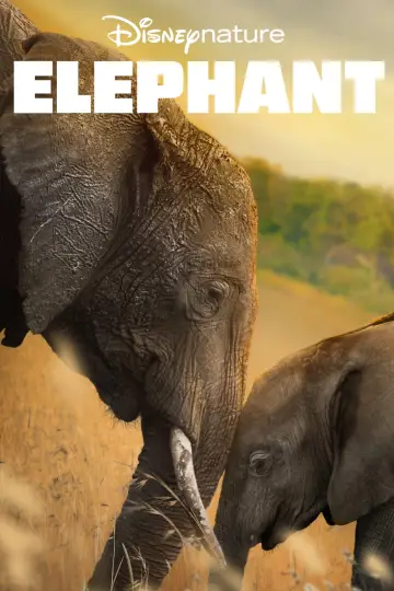 Постер до фильму"Elephant" #1078453