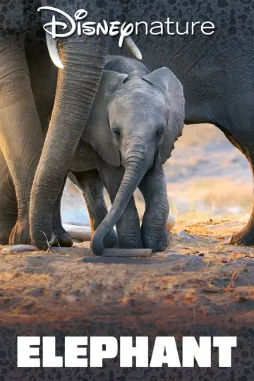 Постер до фильму"Elephant" #1078456