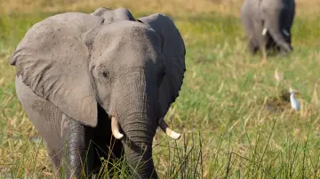 Задник до фильму"Elephant" #435588