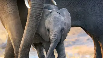 Задник до фильму"Elephant" #435591