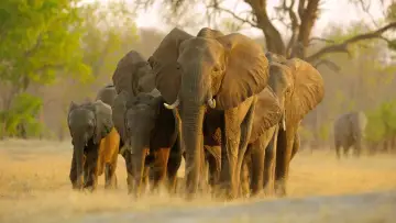 Задник до фильму"Elephant" #435592