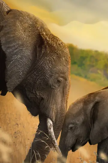 Постер до фильму"Elephant" #435594