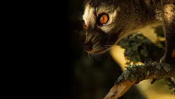 Задник до фильму"Wild Portugal" #395114
