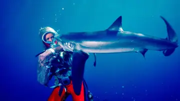 Задник до фільму "Playing with Sharks" #1869953