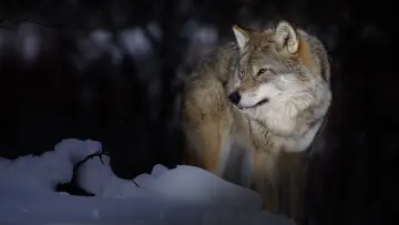 Задник до фільму "Wild Lapland" #1658246