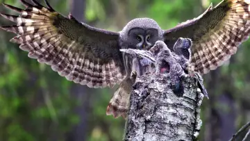 Задник до фільму "Wild Lapland" #1658247